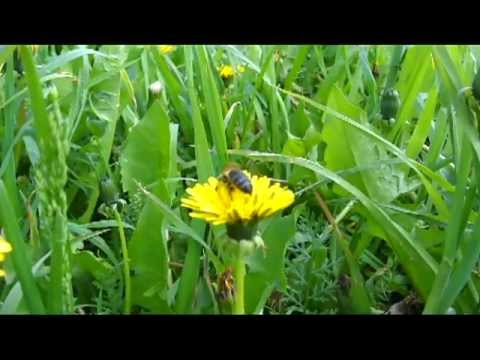 Пчелки на одуванчике