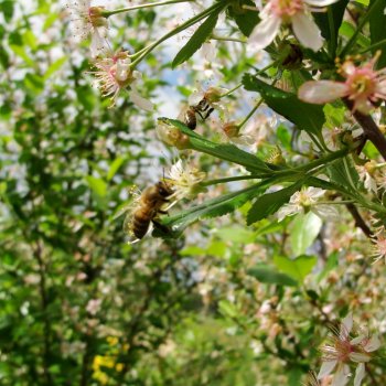 Пчелы на вишне